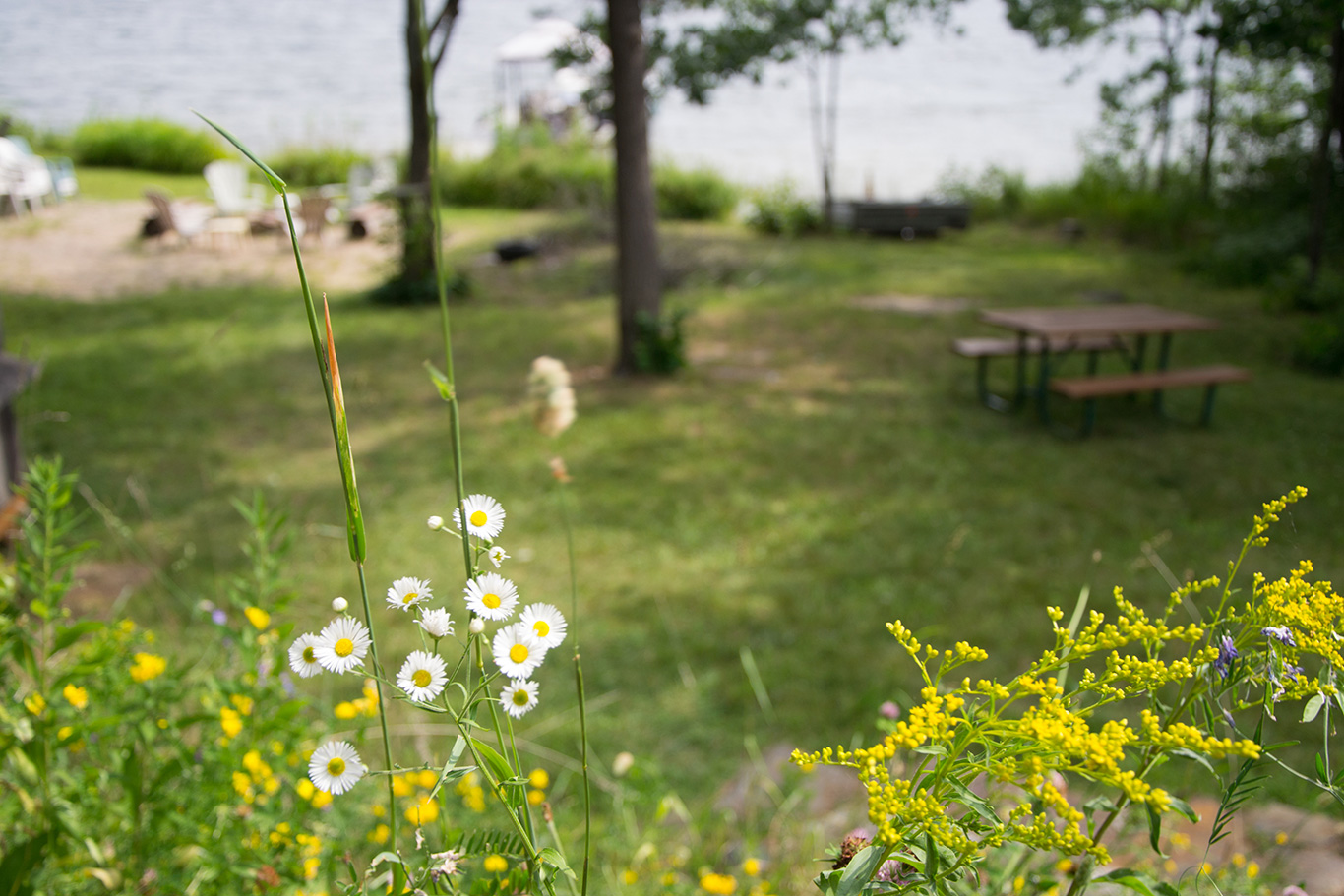 Vibrant camp flowers showcasing natural beauty